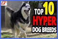 Does royal canin make dogs hyper?