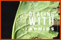 Does Sulphur Kill Aphids? - Kylon Powell