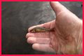 How long will minnows stay alive?
