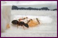 How To Get Ants Out Of Keurig?